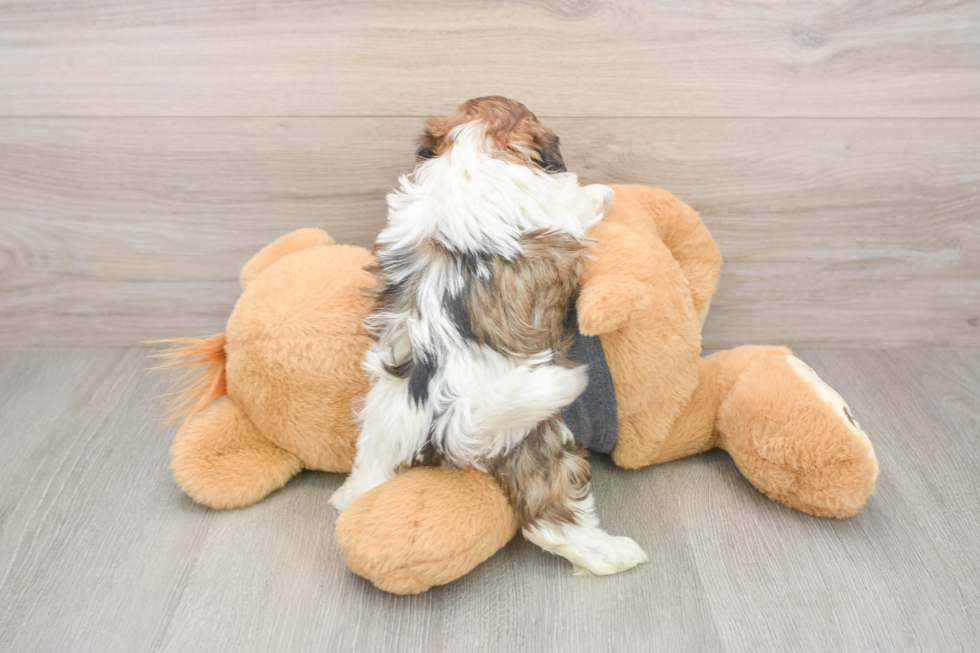 Fluffy Havashu Designer Pup