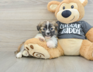 5 week old Havashu Puppy For Sale - Lone Star Pups