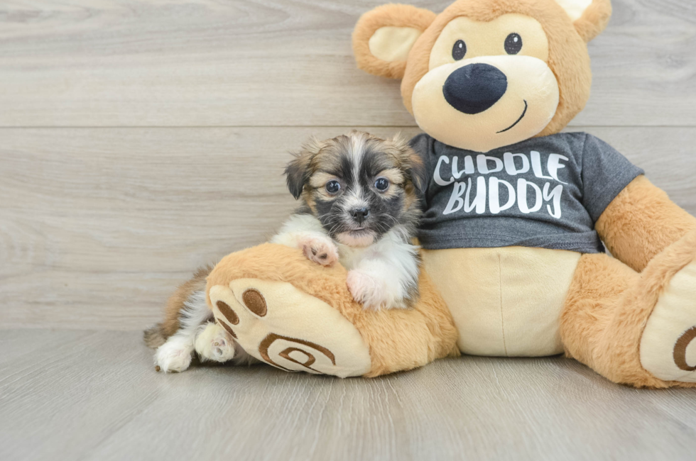 6 week old Havashu Puppy For Sale - Lone Star Pups