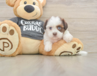5 week old Havashu Puppy For Sale - Lone Star Pups