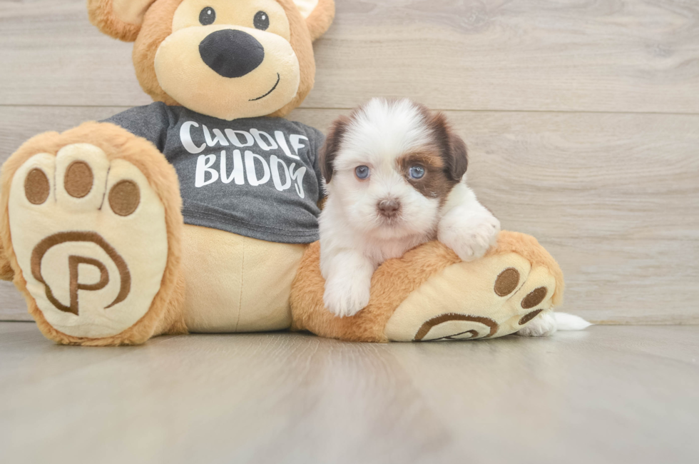 5 week old Havashu Puppy For Sale - Lone Star Pups