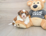 5 week old Havashu Puppy For Sale - Lone Star Pups