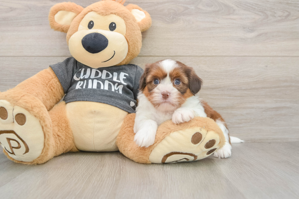 Havashu Puppy for Adoption