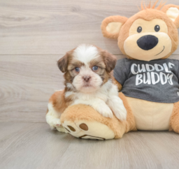 5 week old Havashu Puppy For Sale - Lone Star Pups