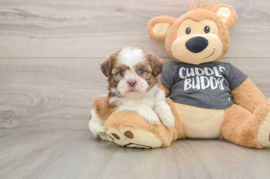 Havashu Puppy for Adoption