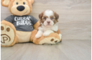 Hypoallergenic Havanese Shih Tzu Mix Designer Puppy