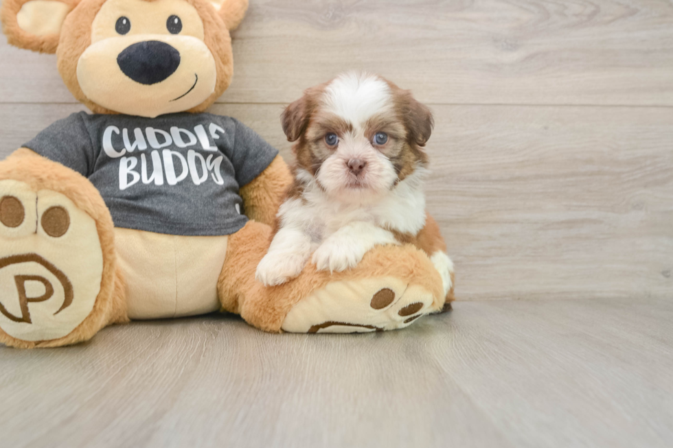 Hypoallergenic Havanese Shih Tzu Mix Designer Puppy