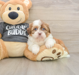 6 week old Havashu Puppy For Sale - Lone Star Pups