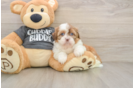 Havashu Puppy for Adoption
