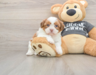 5 week old Havashu Puppy For Sale - Lone Star Pups