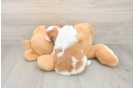 Smart Havashu Designer Pup