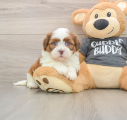 5 week old Havashu Puppy For Sale - Lone Star Pups