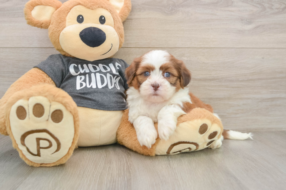 Havashu Pup Being Cute