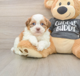 6 week old Havashu Puppy For Sale - Lone Star Pups