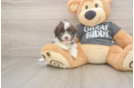 Funny Havashu Designer Pup