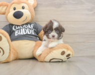 8 week old Havashu Puppy For Sale - Lone Star Pups
