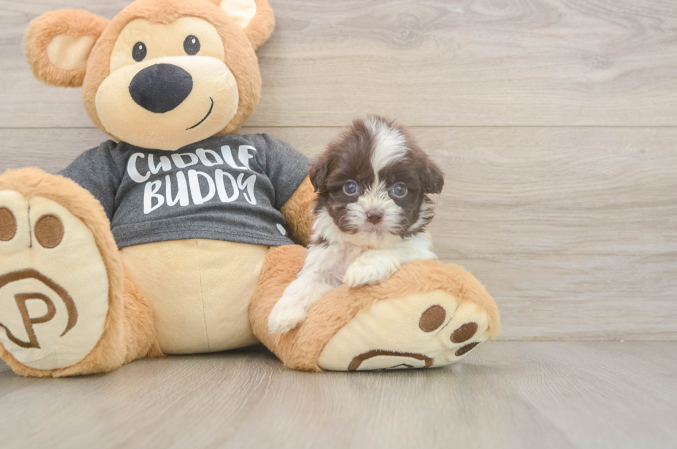 8 week old Havashu Puppy For Sale - Lone Star Pups