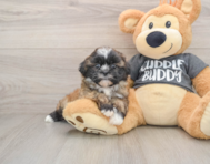 6 week old Havashu Puppy For Sale - Lone Star Pups