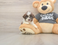 8 week old Havashu Puppy For Sale - Lone Star Pups