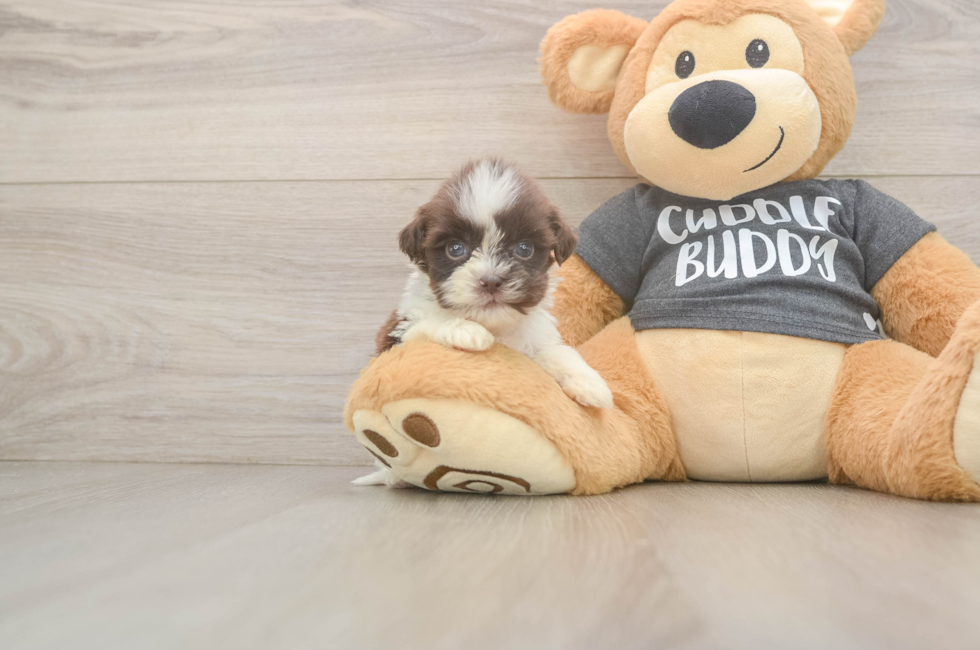 8 week old Havashu Puppy For Sale - Lone Star Pups
