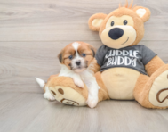 6 week old Havashu Puppy For Sale - Lone Star Pups