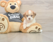 7 week old Havashu Puppy For Sale - Lone Star Pups