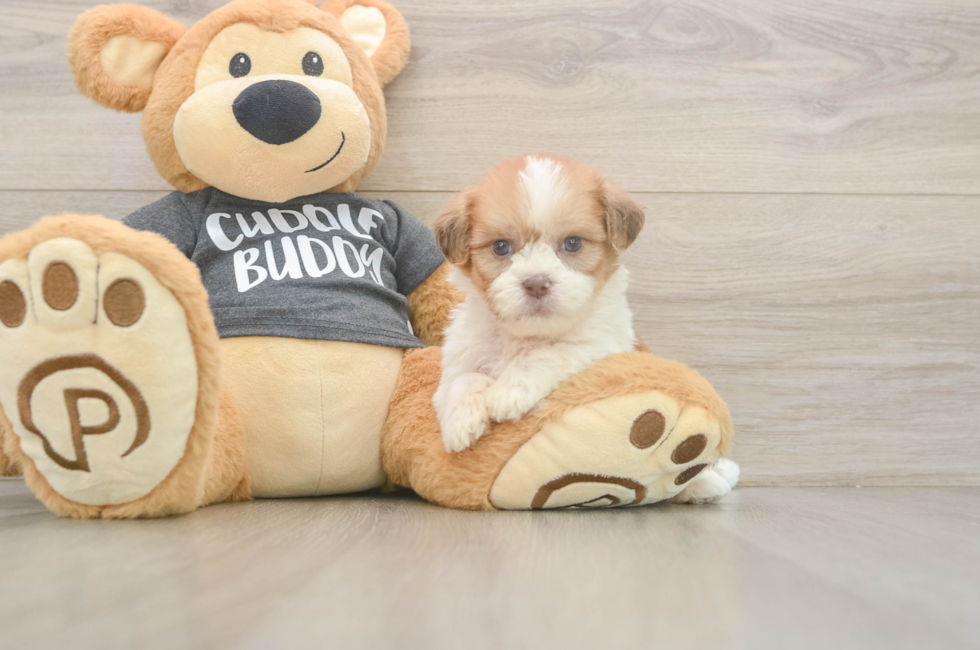 7 week old Havashu Puppy For Sale - Lone Star Pups