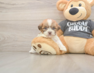 7 week old Havashu Puppy For Sale - Lone Star Pups