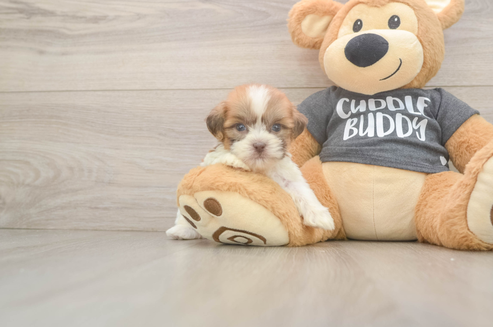 7 week old Havashu Puppy For Sale - Lone Star Pups