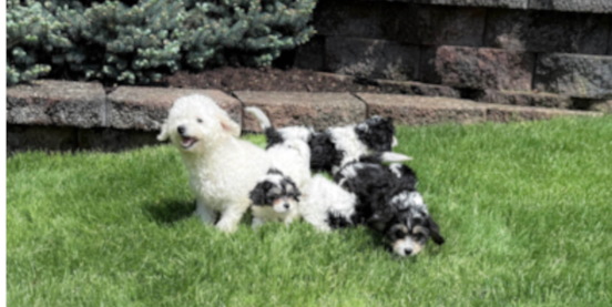 Inside the First 8 Weeks of a Lone Star Pups Puppy 