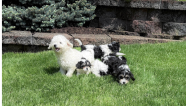 Inside the First 8 Weeks of a Lone Star Pups Puppy