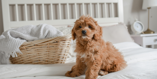 Is Lone Star Pups a Puppy Mill? 26 of the Best Reasons Why We Are Not A Puppy Mill 