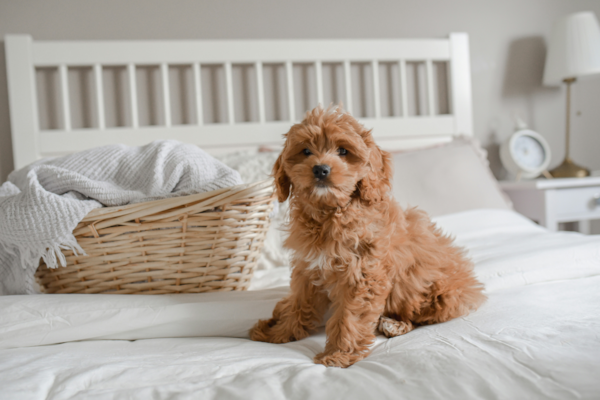 Is Lone Star Pups a Puppy Mill? 26 of the Best Reasons