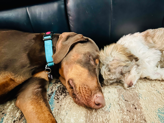 Is Lone Star Pups Safe? Why Families Trust our Process & Promise 