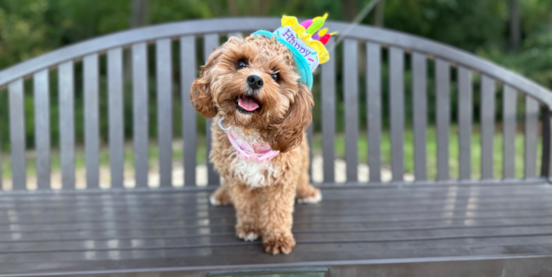 Lone Star Pups Breeders: Why Ethical Breeders Matter More Than Ever 