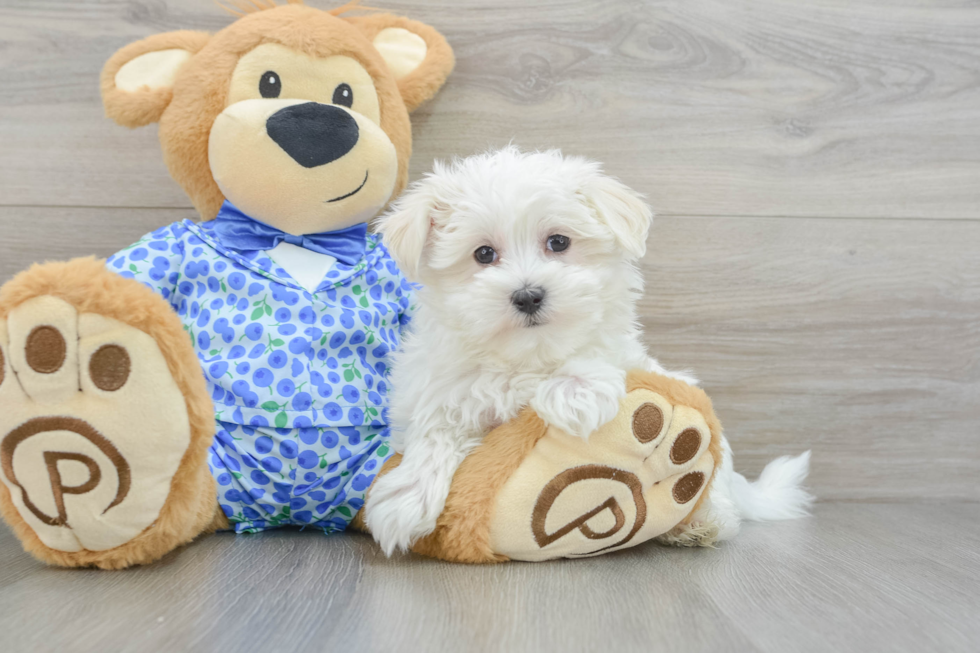 Cute Maltese Purebred Puppy