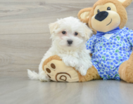 8 week old Maltese Puppy For Sale - Lone Star Pups