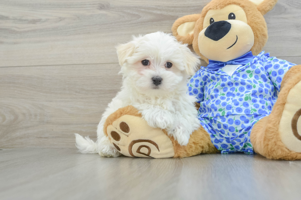 8 week old Maltese Puppy For Sale - Lone Star Pups