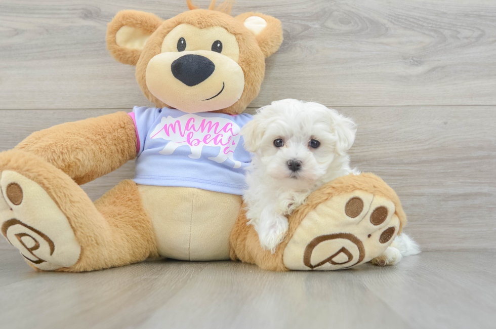 7 week old Maltese Puppy For Sale - Lone Star Pups