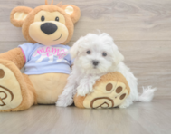8 week old Maltese Puppy For Sale - Lone Star Pups
