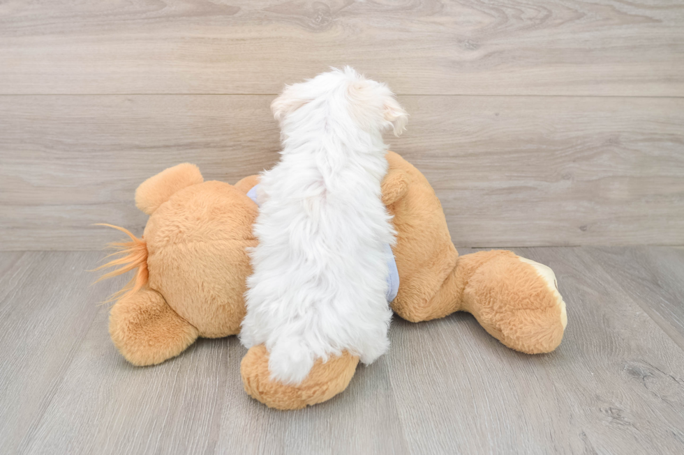 Funny Maltese Purebred Pup