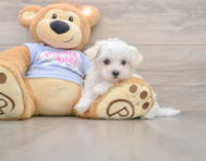 7 week old Maltese Puppy For Sale - Lone Star Pups