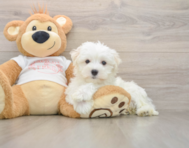 8 week old Maltese Puppy For Sale - Lone Star Pups