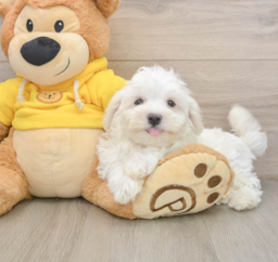 8 week old Maltese Puppy For Sale - Lone Star Pups