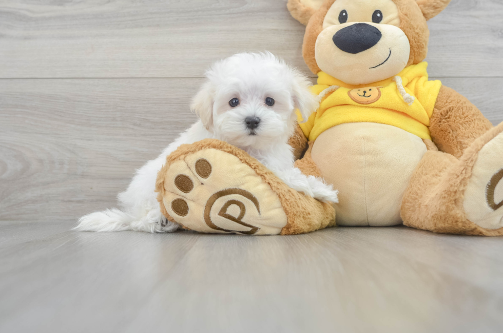9 week old Maltese Puppy For Sale - Lone Star Pups