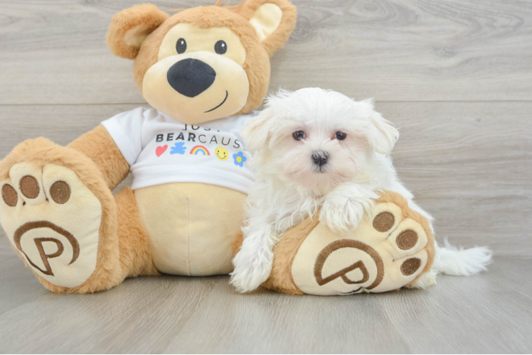 Friendly Maltese Purebred Pup