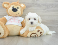 8 week old Maltese Puppy For Sale - Lone Star Pups