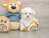 8 week old Maltese Puppy For Sale - Lone Star Pups