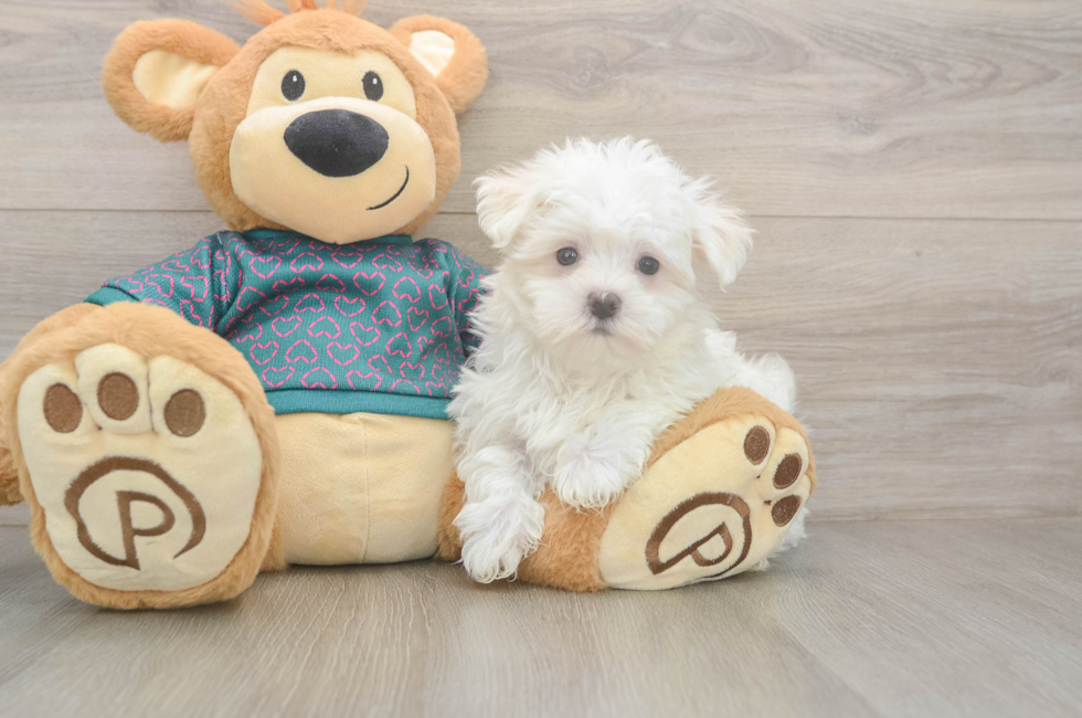 8 week old Maltese Puppy For Sale - Lone Star Pups