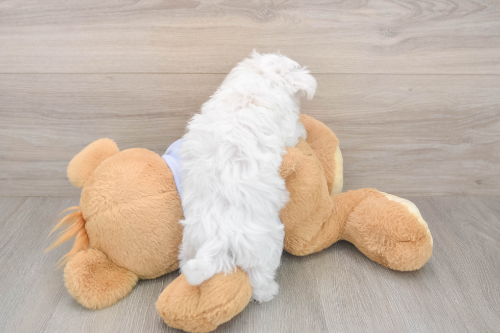 Hypoallergenic Maltese Purebred Pup